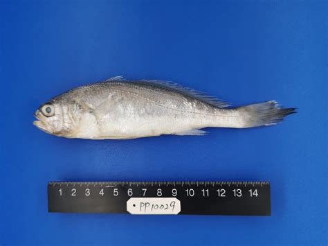 Larimichthys polyactis .